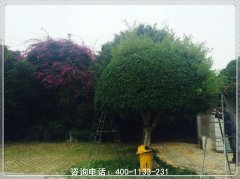 福州市闽侯县仙境怡园中心位置远吗、联系电话、墓地价格便宜吗