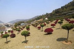四川绵阳市仙海福寿陵园墓地的位置地址、电话、公墓环境怎么样
