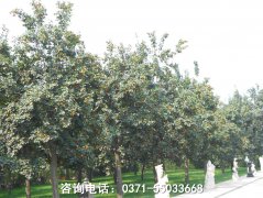 原阳县哪个公墓风水好：中原文化艺术陵