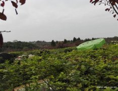 四川绵阳市陵园哪个价格便宜？绵阳陵园价格一般多少钱？