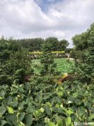 铁岭市骏龙泉陵园地址在哪儿、公墓价格和咨询联系电话